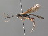  (Odontocolon thomsoni - BC ZSM HYM 05515)  @14 [ ] CreativeCommons - Attribution Non-Commercial Share-Alike (2010) Stefan Schmidt SNSB, Zoologische Staatssammlung Muenchen