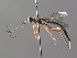  (Xorides ater - BC ZSM HYM 05524)  @13 [ ] CreativeCommons - Attribution Non-Commercial Share-Alike (2010) Stefan Schmidt SNSB, Zoologische Staatssammlung Muenchen