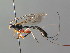  ( - BC ZSM HYM 05530)  @11 [ ] CreativeCommons - Attribution Non-Commercial Share-Alike (2010) Stefan Schmidt SNSB, Zoologische Staatssammlung Muenchen