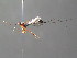  ( - BC ZSM HYM 05549)  @12 [ ] CreativeCommons - Attribution Non-Commercial Share-Alike (2010) Stefan Schmidt SNSB, Zoologische Staatssammlung Muenchen