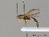  (Acropimpla didyma - BC ZSM HYM 07224)  @11 [ ] CreativeCommons - Attribution Non-Commercial Share-Alike (2012) Stefan Schmidt SNSB, Zoologische Staatssammlung Muenchen