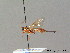  (Fredegunda - BC ZSM HYM 07275)  @11 [ ] CreativeCommons - Attribution Non-Commercial Share-Alike (2012) Stefan Schmidt SNSB, Zoologische Staatssammlung Muenchen