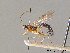  ( - BC ZSM HYM 07284)  @11 [ ] CreativeCommons - Attribution Non-Commercial Share-Alike (2010) Stefan Schmidt SNSB, Zoologische Staatssammlung Muenchen