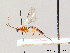  ( - BC ZSM HYM 07468)  @11 [ ] CreativeCommons - Attribution Non-Commercial Share-Alike (2010) Stefan Schmidt SNSB, Zoologische Staatssammlung Muenchen