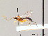  ( - BC ZSM HYM 07469)  @12 [ ] CreativeCommons - Attribution Non-Commercial Share-Alike (2010) Stefan Schmidt SNSB, Zoologische Staatssammlung Muenchen
