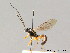  ( - BC ZSM HYM 07479)  @12 [ ] CreativeCommons - Attribution Non-Commercial Share-Alike (2010) Stefan Schmidt SNSB, Zoologische Staatssammlung Muenchen
