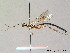  ( - BC ZSM HYM 07484)  @13 [ ] CreativeCommons - Attribution Non-Commercial Share-Alike (2010) Stefan Schmidt SNSB, Zoologische Staatssammlung Muenchen