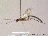  (Neoxorides striatus - BC ZSM HYM 07485)  @13 [ ] CreativeCommons - Attribution Non-Commercial Share-Alike (2010) Stefan Schmidt SNSB, Zoologische Staatssammlung Muenchen