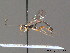  (Nematopodius - BC ZSM HYM 09695)  @15 [ ] CreativeCommons - Attribution Non-Commercial Share-Alike (2012) Stefan Schmidt SNSB, Zoologische Staatssammlung Muenchen