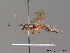  (Thrybius - BC ZSM HYM 09699)  @13 [ ] CreativeCommons - Attribution Non-Commercial Share-Alike (2012) Stefan Schmidt SNSB, Zoologische Staatssammlung Muenchen