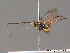 (Enclisis ornaticeps - BC ZSM HYM 09704)  @12 [ ] CreativeCommons - Attribution Non-Commercial Share-Alike (2012) Stefan Schmidt SNSB, Zoologische Staatssammlung Muenchen