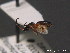  ( - BC ZSM HYM 09708)  @11 [ ] CreativeCommons - Attribution Non-Commercial Share-Alike (2012) Stefan Schmidt SNSB, Zoologische Staatssammlung Muenchen