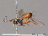  ( - BC ZSM HYM 09733)  @13 [ ] CreativeCommons - Attribution Non-Commercial Share-Alike (2012) Stefan Schmidt SNSB, Zoologische Staatssammlung Muenchen