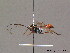  ( - BC ZSM HYM 09740)  @11 [ ] CreativeCommons - Attribution Non-Commercial Share-Alike (2012) Stefan Schmidt SNSB, Zoologische Staatssammlung Muenchen
