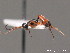  ( - BC ZSM HYM 09774)  @13 [ ] CreativeCommons - Attribution Non-Commercial Share-Alike (2012) Stefan Schmidt SNSB, Zoologische Staatssammlung Muenchen