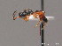  ( - BC ZSM HYM 09785)  @13 [ ] CreativeCommons - Attribution Non-Commercial Share-Alike (2012) Stefan Schmidt SNSB, Zoologische Staatssammlung Muenchen