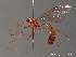  ( - BC ZSM HYM 10313)  @13 [ ] CreativeCommons - Attribution Non-Commercial Share-Alike (2012) Stefan Schmidt SNSB, Zoologische Staatssammlung Muenchen