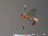  ( - BC ZSM HYM 10314)  @13 [ ] CreativeCommons - Attribution Non-Commercial Share-Alike (2010) Stefan Schmidt SNSB, Zoologische Staatssammlung Muenchen