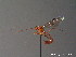  ( - BC ZSM HYM 10315)  @13 [ ] CreativeCommons - Attribution Non-Commercial Share-Alike (2010) Stefan Schmidt SNSB, Zoologische Staatssammlung Muenchen