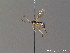  ( - BC ZSM HYM 10327)  @11 [ ] CreativeCommons - Attribution Non-Commercial Share-Alike (2010) Stefan Schmidt SNSB, Zoologische Staatssammlung Muenchen