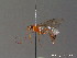 ( - BC ZSM HYM 10336)  @12 [ ] CreativeCommons - Attribution Non-Commercial Share-Alike (2012) Stefan Schmidt SNSB, Zoologische Staatssammlung Muenchen