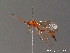  ( - BC ZSM HYM 10338)  @12 [ ] CreativeCommons - Attribution Non-Commercial Share-Alike (2012) Stefan Schmidt SNSB, Zoologische Staatssammlung Muenchen