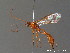  ( - BC ZSM HYM 10339)  @13 [ ] CreativeCommons - Attribution Non-Commercial Share-Alike (2010) Stefan Schmidt SNSB, Zoologische Staatssammlung Muenchen