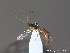  ( - BC ZSM HYM 10343)  @12 [ ] CreativeCommons - Attribution Non-Commercial Share-Alike (2010) Stefan Schmidt SNSB, Zoologische Staatssammlung Muenchen