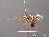 ( - BC ZSM HYM 10356)  @12 [ ] CreativeCommons - Attribution Non-Commercial Share-Alike (2011) Stefan Schmidt SNSB, Zoologische Staatssammlung Muenchen