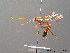  ( - BC ZSM HYM 10358)  @11 [ ] CreativeCommons - Attribution Non-Commercial Share-Alike (2011) Stefan Schmidt SNSB, Zoologische Staatssammlung Muenchen