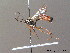 ( - BC ZSM HYM 10379)  @13 [ ] CreativeCommons - Attribution Non-Commercial Share-Alike (2011) Stefan Schmidt SNSB, Zoologische Staatssammlung Muenchen