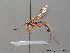  ( - BC ZSM HYM 10396)  @13 [ ] CreativeCommons - Attribution Non-Commercial Share-Alike (2011) Stefan Schmidt SNSB, Zoologische Staatssammlung Muenchen