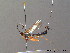  ( - BC ZSM HYM 10400)  @13 [ ] CreativeCommons - Attribution Non-Commercial Share-Alike (2011) Stefan Schmidt SNSB, Zoologische Staatssammlung Muenchen