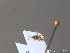  ( - BC ZSM HYM 10449)  @12 [ ] CreativeCommons - Attribution Non-Commercial Share-Alike (2011) Stefan Schmidt SNSB, Zoologische Staatssammlung Muenchen