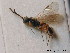  ( - BC ZSM HYM 10452)  @11 [ ] CreativeCommons - Attribution Non-Commercial Share-Alike (2011) Stefan Schmidt SNSB, Zoologische Staatssammlung Muenchen