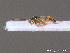 ( - BC ZSM HYM 10453)  @11 [ ] CreativeCommons - Attribution Non-Commercial Share-Alike (2011) Stefan Schmidt SNSB, Zoologische Staatssammlung Muenchen