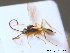  ( - BC ZSM HYM 10461)  @13 [ ] CreativeCommons - Attribution Non-Commercial Share-Alike (2011) Stefan Schmidt SNSB, Zoologische Staatssammlung Muenchen