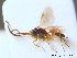  ( - BC ZSM HYM 10462)  @13 [ ] CreativeCommons - Attribution Non-Commercial Share-Alike (2011) Stefan Schmidt SNSB, Zoologische Staatssammlung Muenchen