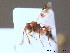  ( - BC ZSM HYM 10469)  @13 [ ] CreativeCommons - Attribution Non-Commercial Share-Alike (2011) Stefan Schmidt SNSB, Zoologische Staatssammlung Muenchen