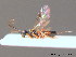  ( - BC ZSM HYM 10476)  @13 [ ] CreativeCommons - Attribution Non-Commercial Share-Alike (2011) Stefan Schmidt SNSB, Zoologische Staatssammlung Muenchen