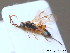  ( - BC ZSM HYM 10477)  @13 [ ] CreativeCommons - Attribution Non-Commercial Share-Alike (2011) Stefan Schmidt SNSB, Zoologische Staatssammlung Muenchen