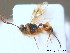  ( - BC ZSM HYM 10478)  @12 [ ] CreativeCommons - Attribution Non-Commercial Share-Alike (2011) Stefan Schmidt SNSB, Zoologische Staatssammlung Muenchen