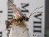 ( - BC ZSM HYM 10644)  @11 [ ] CreativeCommons - Attribution Non-Commercial Share-Alike (2011) Stefan Schmidt SNSB, Zoologische Staatssammlung Muenchen