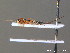  ( - BC ZSM HYM 10654)  @12 [ ] CreativeCommons - Attribution Non-Commercial Share-Alike (2011) Stefan Schmidt SNSB, Zoologische Staatssammlung Muenchen