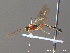  ( - BC ZSM HYM 10655)  @12 [ ] CreativeCommons - Attribution Non-Commercial Share-Alike (2011) Stefan Schmidt SNSB, Zoologische Staatssammlung Muenchen