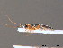  ( - BC ZSM HYM 10656)  @12 [ ] CreativeCommons - Attribution Non-Commercial Share-Alike (2011) Stefan Schmidt SNSB, Zoologische Staatssammlung Muenchen