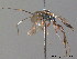  ( - BC ZSM HYM 10657)  @12 [ ] CreativeCommons - Attribution Non-Commercial Share-Alike (2011) Stefan Schmidt SNSB, Zoologische Staatssammlung Muenchen