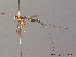  (Perithous septemcinctorius - BC ZSM HYM 10664)  @13 [ ] CreativeCommons - Attribution Non-Commercial Share-Alike (2011) Stefan Schmidt SNSB, Zoologische Staatssammlung Muenchen