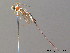  ( - BC ZSM HYM 10665)  @12 [ ] CreativeCommons - Attribution Non-Commercial Share-Alike (2011) Stefan Schmidt SNSB, Zoologische Staatssammlung Muenchen