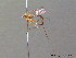  ( - BC ZSM HYM 10666)  @13 [ ] CreativeCommons - Attribution Non-Commercial Share-Alike (2011) Stefan Schmidt SNSB, Zoologische Staatssammlung Muenchen